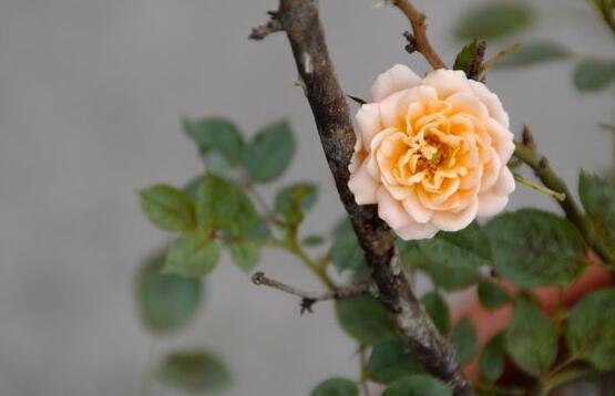 薔薇花什么時候開花,薔薇花花期在4-9月(開花半年)