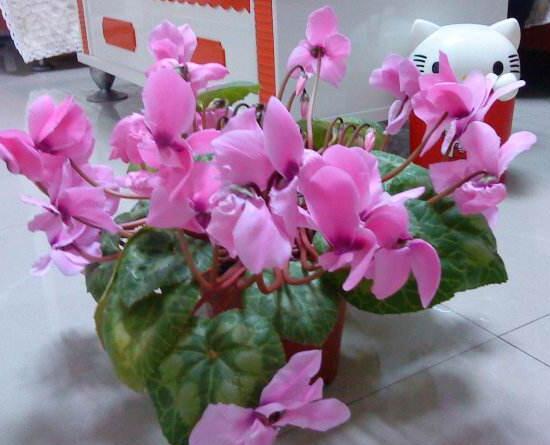 仙客來開花后怎么養,仙客來花的養護技巧