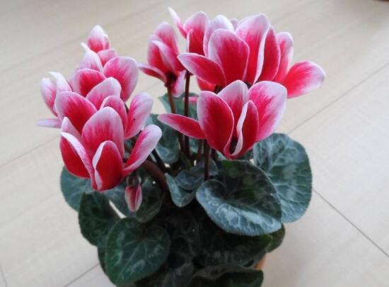 仙客來開花后怎么養,仙客來花的養護技巧