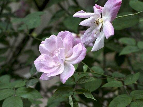 薔薇花葉子發白怎么辦,薔薇花葉子發白解決辦法
