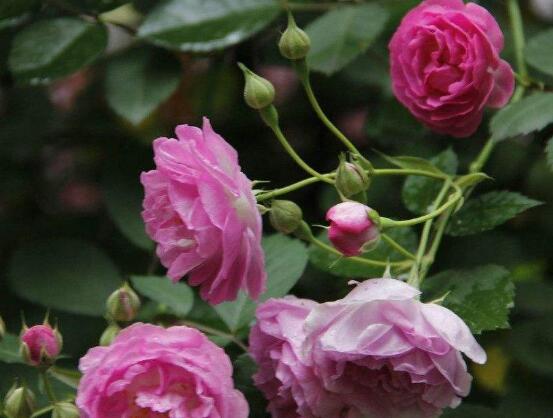 薔薇花葉子發白怎么辦,薔薇花葉子發白解決辦法