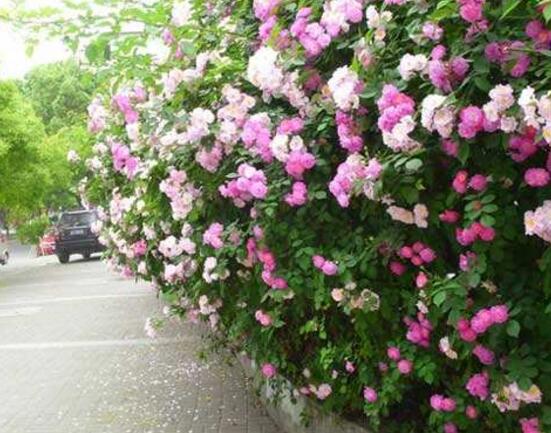 薔薇花冬天掉葉子是怎么回事,冬天掉葉子解決辦法