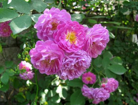 薔薇花冬天掉葉子是怎么回事,冬天掉葉子解決辦法