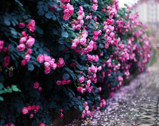薔薇花冬天掉葉子是怎么回事,冬天掉葉子解決辦法