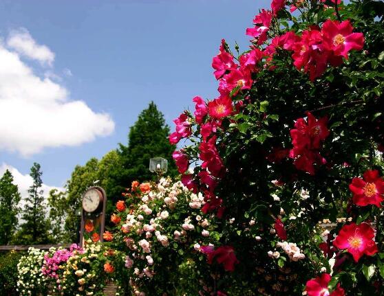 薔薇花冬天掉葉子是怎么回事,冬天掉葉子解決辦法