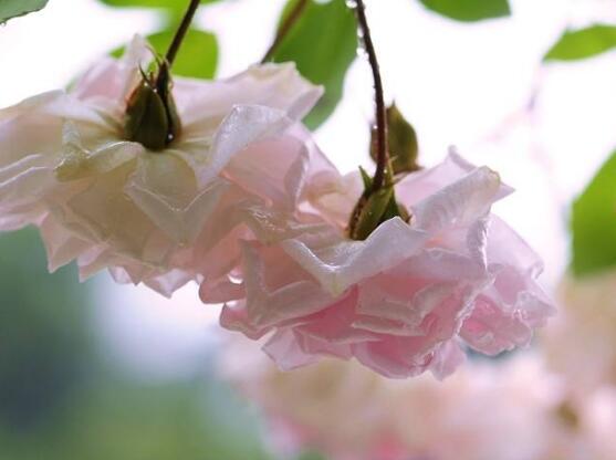薔薇花花期,薔薇花在哪個(gè)季節(jié)開