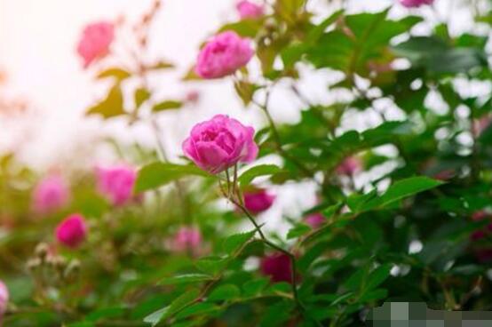 薔薇花花期,薔薇花在哪個(gè)季節(jié)開