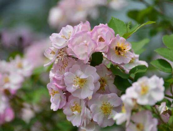 薔薇花花期,薔薇花在哪個(gè)季節(jié)開