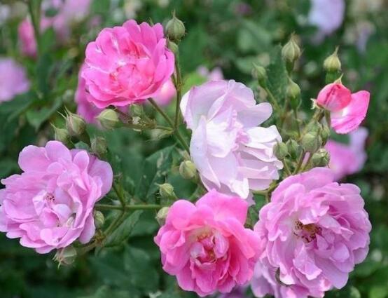 薔薇花花期,薔薇花在哪個(gè)季節(jié)開