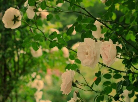 薔薇花花期,薔薇花在哪個(gè)季節(jié)開