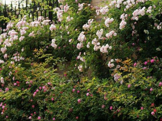 薔薇花花期,薔薇花在哪個(gè)季節(jié)開
