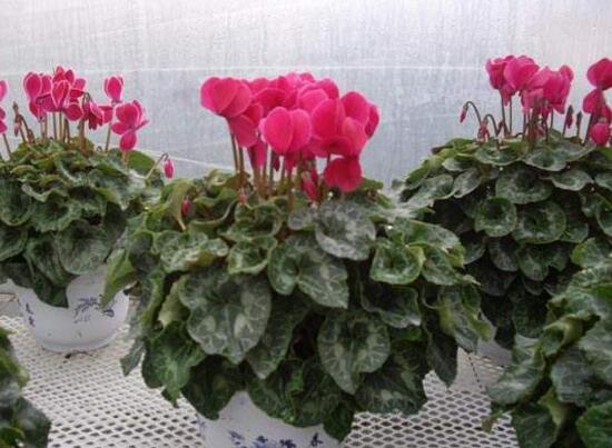 仙客來什么時候播種,仙客來的種植方法