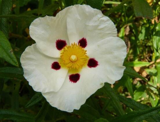 薔薇花的花語大全，細數薔薇花九大品種花語