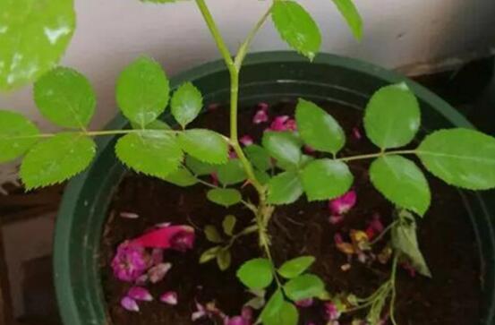 薔薇花的扦插方法,薔薇花扦插五個簡單步驟