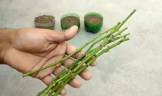 薔薇花的扦插方法,薔薇花扦插五個簡單步驟