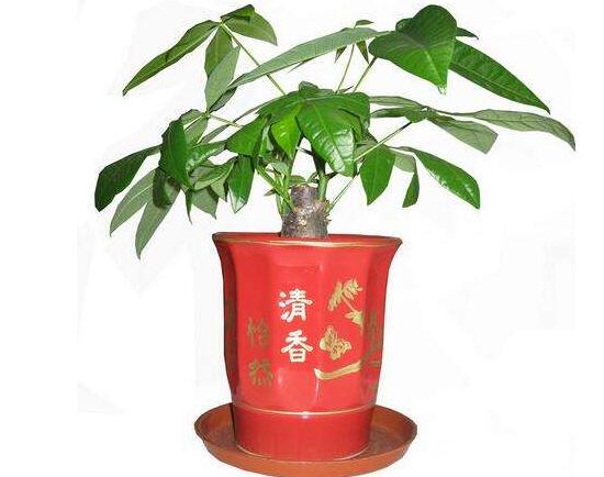 發(fā)財樹盆栽怎么養(yǎng),小發(fā)財樹盆景圖片大全