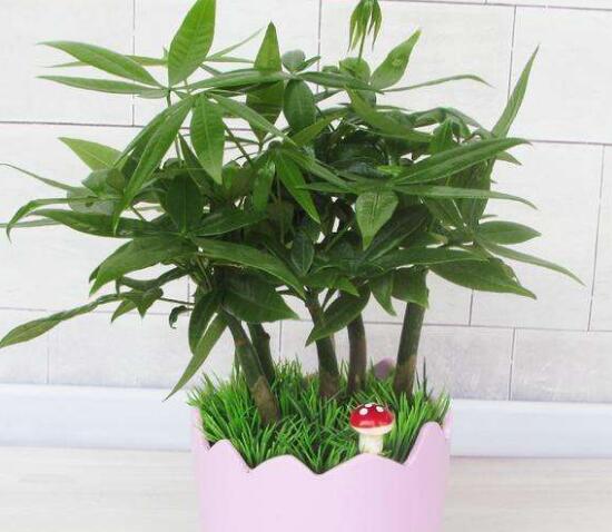 家里養發財樹好嗎,發財樹對人有什么好處/美化家居