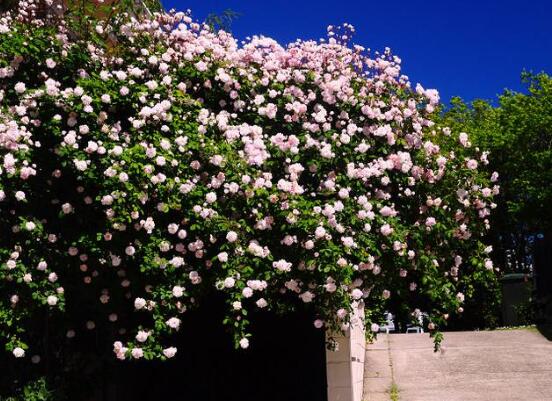 薔薇花繁殖，薔薇花繁殖方法
