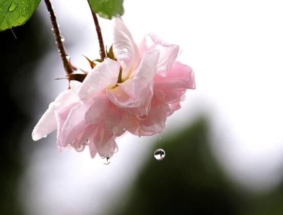 薔薇花栽種,薔薇花栽種方法