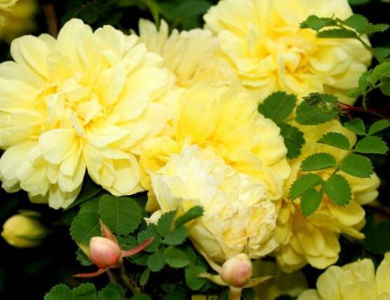 薔薇花栽種,薔薇花栽種方法
