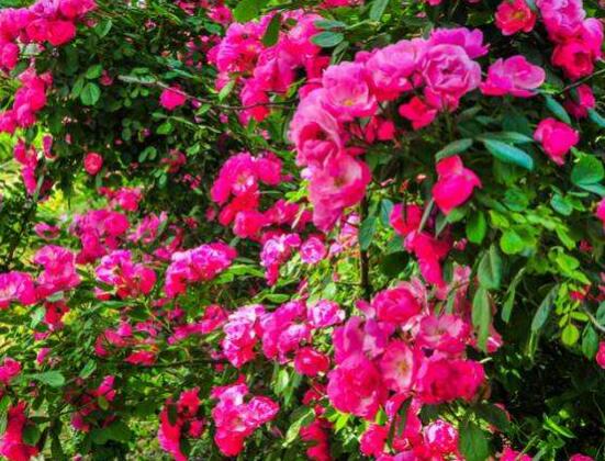 薔薇花栽種,薔薇花栽種方法