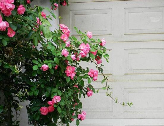 薔薇花栽種,薔薇花栽種方法