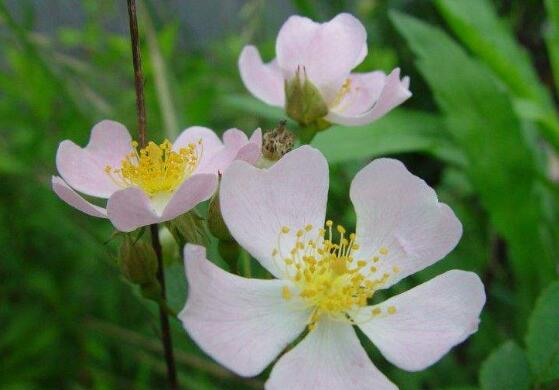 薔薇花栽種,薔薇花栽種方法
