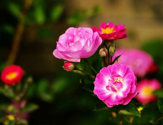 薔薇花修剪,薔薇花五點(diǎn)修剪小步驟