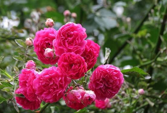 薔薇花修剪,薔薇花五點(diǎn)修剪小步驟