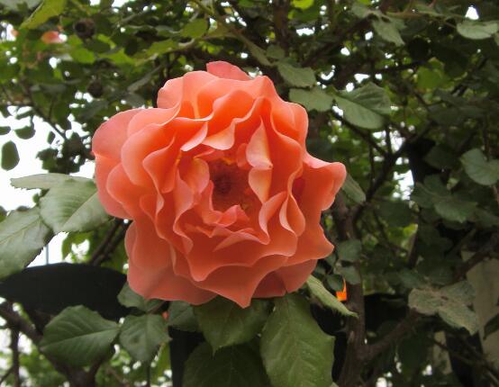 薔薇花修剪,薔薇花五點(diǎn)修剪小步驟