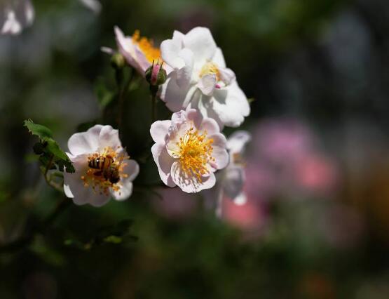 薔薇花修剪,薔薇花五點(diǎn)修剪小步驟