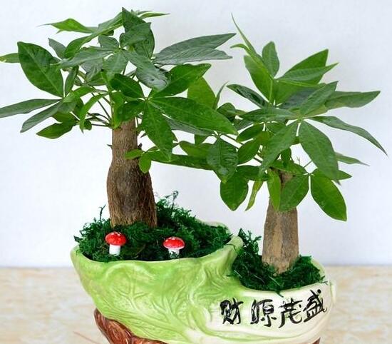 發財樹怎么管理,發財樹夏季的管理方法