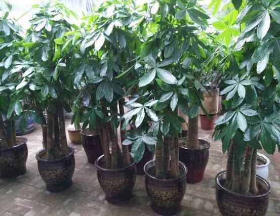 發財樹根部腐爛怎么處理救治,根部腐爛救治方法
