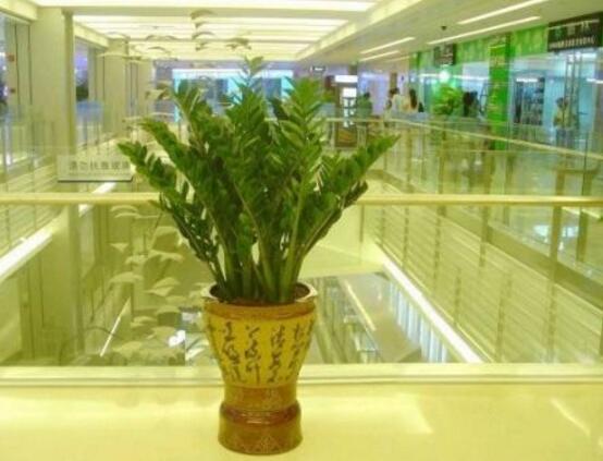 金錢樹(shù)吸收甲醛嗎,金錢樹(shù)能吸收甲醛(效果不顯著)