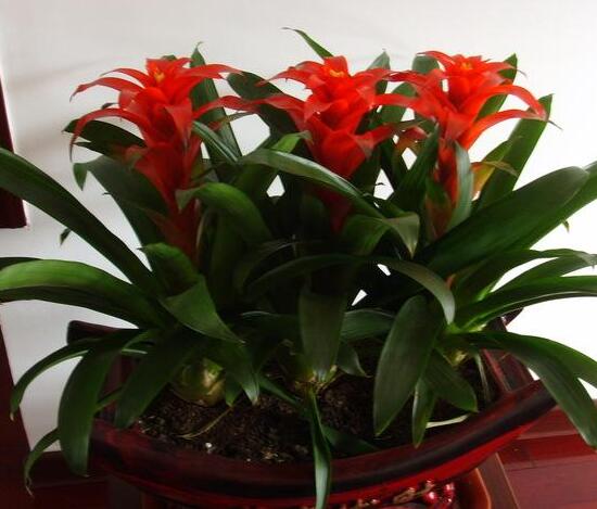 鴻運(yùn)當(dāng)頭為什么不開(kāi)花,鴻運(yùn)當(dāng)頭不開(kāi)花怎么辦