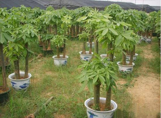 發財樹如何施肥,發財樹施肥方法
