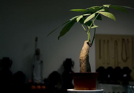 發財樹移栽,發財樹移栽方法與注意事項