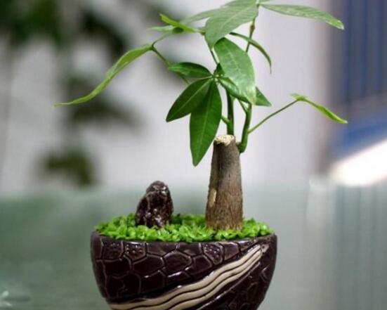 如何讓發(fā)財(cái)樹發(fā)芽,發(fā)財(cái)樹發(fā)芽方法