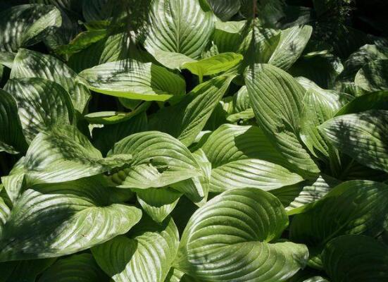 滴水觀音開花的寓意,寓意著花開富貴、合家幸福
