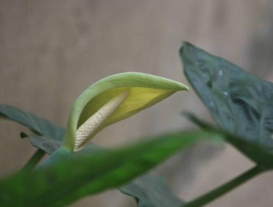 滴水觀音開花的寓意,寓意著花開富貴、合家幸福
