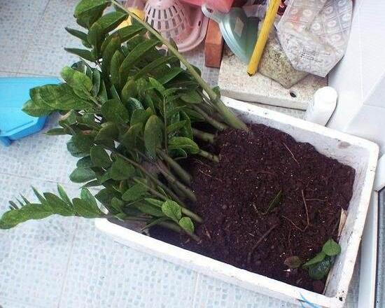 金錢樹凍傷怎么辦,金錢樹凍傷后處理方法
