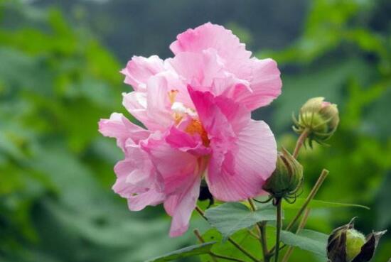 芙蓉花什么時候開,芙蓉花一年開幾次花