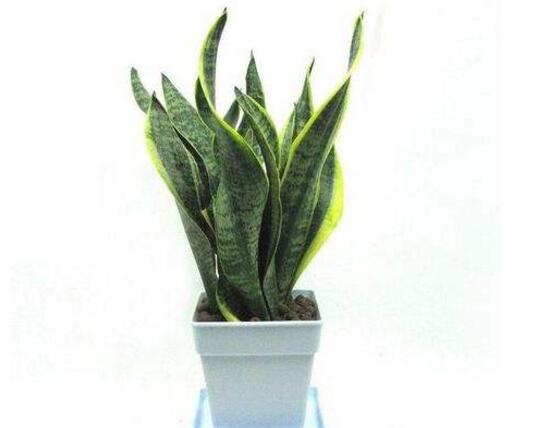 家里養(yǎng)虎皮蘭不吉利嗎,虎皮蘭的風(fēng)水作用能提升財(cái)運(yùn)