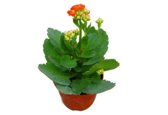 長壽花為什么不開花,長壽花不開花怎么辦