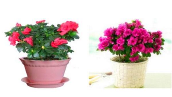 杜鵑花怎么施肥,杜鵑花施肥要點介紹