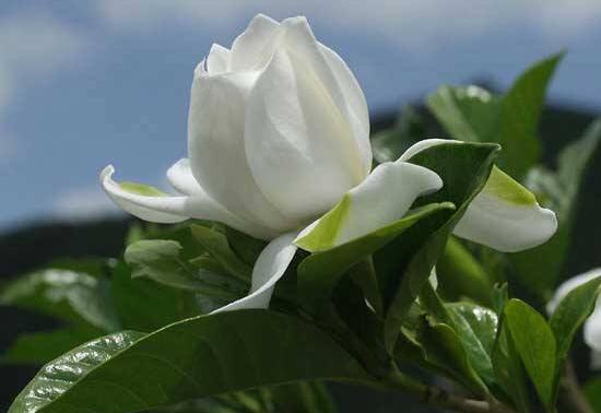 梔子花澆什么水好,梔子花多久澆一次水