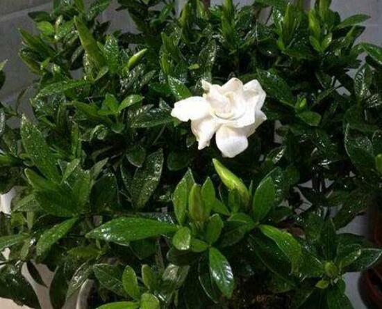 梔子花澆什么水好,梔子花多久澆一次水