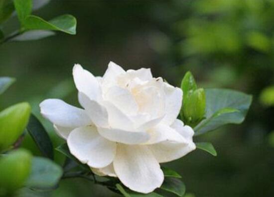 梔子花澆什么水好，梔子花多久澆一次水