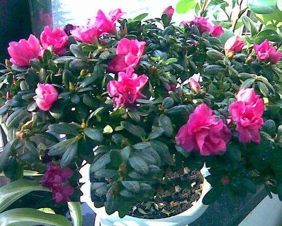 杜鵑花春季怎么養(yǎng),杜鵑花春季養(yǎng)護(hù)方法