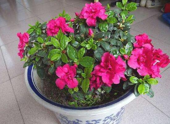 杜鵑花春季怎么養(yǎng)，杜鵑花春季養(yǎng)護(hù)方法
